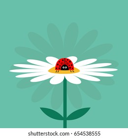 Ladybug Ladybird insect on white daisy chamomile. Cute growing flower plant collection. Love card. Camomile icon. Cartoon character. Flat design. Green background. Isolated. Vector illustration