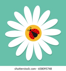 Ladybug Ladybird insect on white daisy chamomile. Camomile icon. Cute growing flower plant collection. Love card. Cartoon character. Flat design. Green background. Isolated. Vector illustration