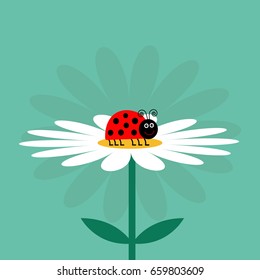 Ladybug Ladybird insect. White daisy chamomile. Cute growing flower plant. Cartoon character. Flat design. Green background.  Vector illustration