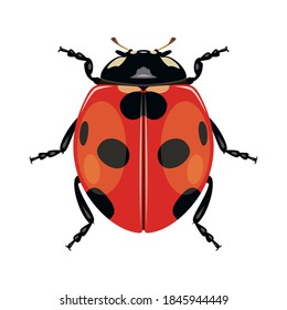 Ladybug or ladybird on white background. Insect. Black-red beetle. Vector illustration.