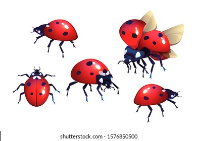 Ladybug or ladybird, red with black spots beetle, winged flying insect set of cartoon realistic vector illustrations isolated on white background, coccinella close-up, top and side view