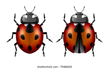 Ladybug ladybird set eps8