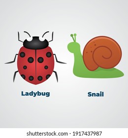 Ladybug or ladybird and Snail Vector illustration.