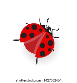 Ladybug or ladybird vector graphic illustration, isolated