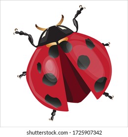 Ladybug or ladybird vector graphic illustration isolated on white. 