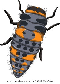 A ladybug (Larva stage) on white background illustration
