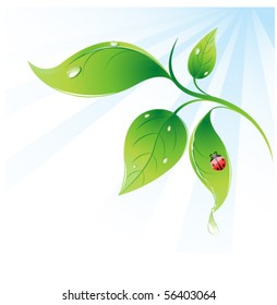 ladybug and leaf