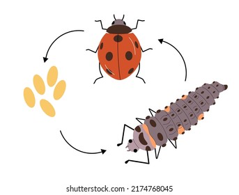 Ladybug life circle with bug, larva and eggs.
