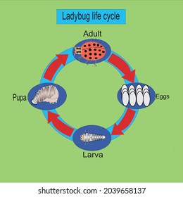 ciclo de vida de ladybug, 4 etapas, ilustración vectorial