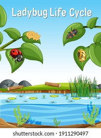 Ladybug Life Cycle font in swamp scene illustration