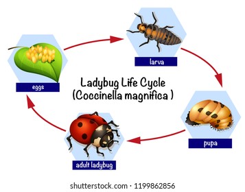 A ladybug life cycle illustration
