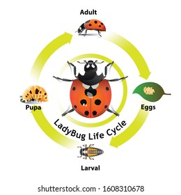 Ladybug life cycle object vector for graphic design or artist.