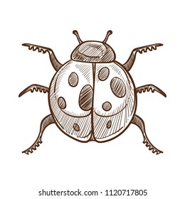 Ladybug monochrome sketch outline white vector illustration