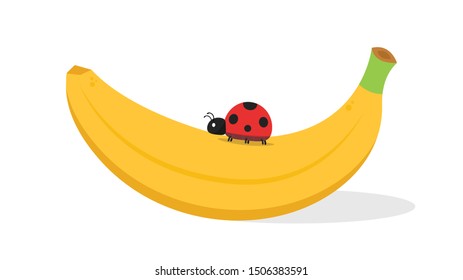 ladybug on banana vector. ladybug on white background. wallpaper. symbol.