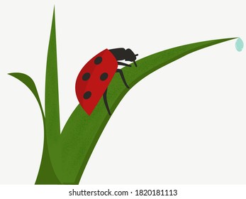 mariquita sobre una hoja de pasto aislada en un fondo blanco. textura