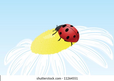 ladybug on camomile flower