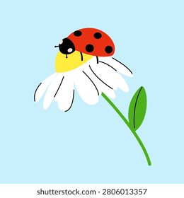 Ladybug on chamomile daisy flower with green stem for nature commercial print on blue background