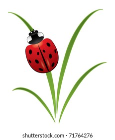 Ladybug on grass