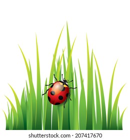 Ladybug on grass isolated vector illustration