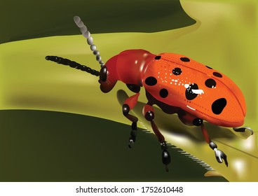 Ladybug On Grass Sunny Day