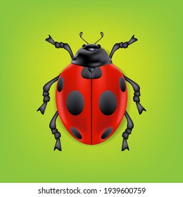 Ladybug on a green background. Realistic vector image