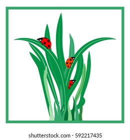Ladybug on green grass in light square card. Cute color sign red insect symbol spring, summer, garden. Template for t shirt, apparel, card, poster etc. Design colorful element. Vector illustration