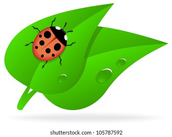 Ladybug on green leaf