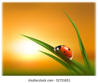 Ladybug on the green leaf against the background of the sunset picture shows a clean environment