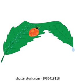 Ladybug on a green leaf covered with race