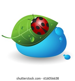 Ladybug on green leaf and drop of water vector