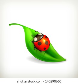 Ladybug on green leaf, vector