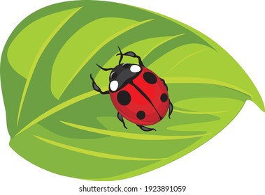 Ladybug on a green leaf. Vector