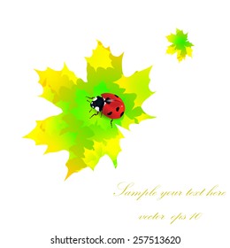 Ladybug on green leaves