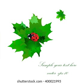 Ladybug on green leaves