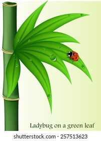 Ladybug on green leaves, bamboo