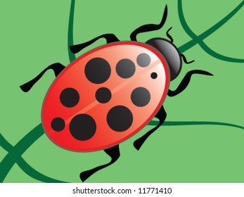 Ladybug on leaf