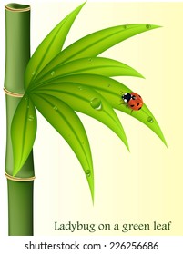Ladybug on leaf 