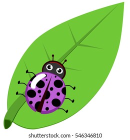 Ladybug on leaf