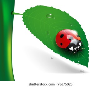 Ladybug on leaf with dew. Transparent vector - EPS10. - Powered by Shutterstock - Get 15% off with code: PIKWIZARD15