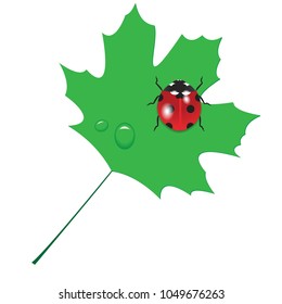  Ladybug on a leaf isolated on a white background