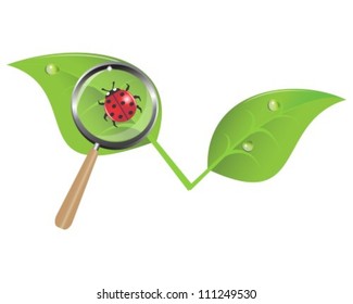 ladybug on a leaf and a magnifying glass