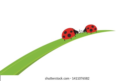 ladybug on leaf. wallpaper. free space for text. background. symbol. ladybug on white background.