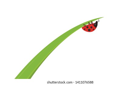 ladybug on leaf. wallpaper. free space for text. background. symbol. ladybug on white background.