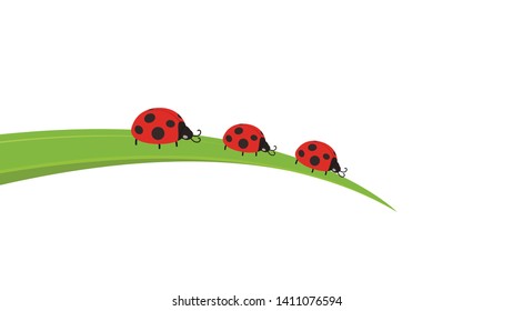 ladybug on leaf. wallpaper. free space for text. background. symbol. ladybug on white background.