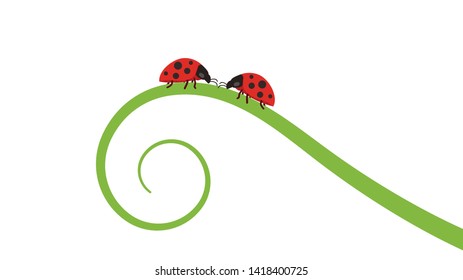 ladybug on leaf. wallpaper. free space for text. background. symbol. ladybug on white background.