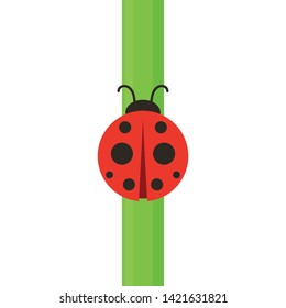 ladybug on leaf. wallpaper. free space for text. background. symbol. ladybug on white background.