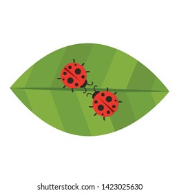 ladybug on leaf. wallpaper. free space for text. background. symbol. ladybug on white background.
