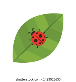 ladybug on leaf. wallpaper. free space for text. background. symbol. ladybug on white background.
