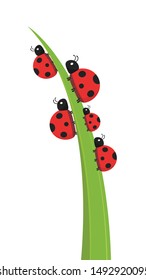 Ladybug on leaf. wallpaper. free space for text. background. symbol. ladybug on white background.