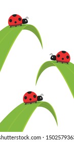 Ladybug on leaf. wallpaper. free space for text. background. symbol. ladybug on white background.